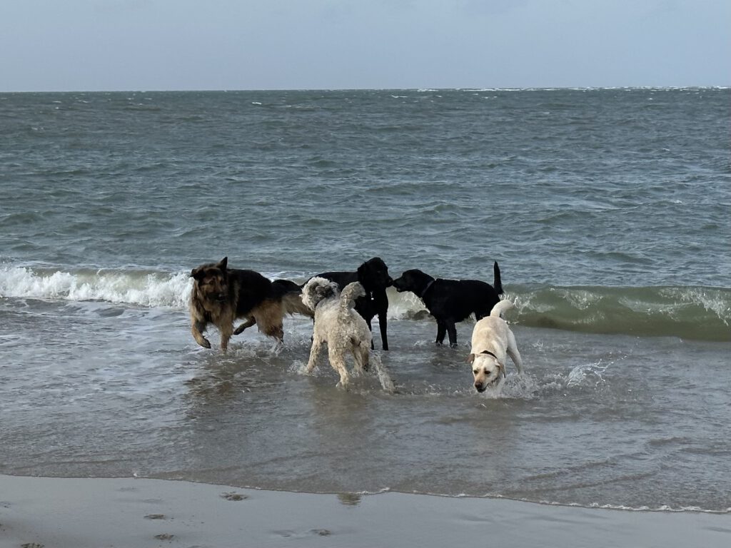 Honden in de zee
